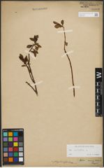 Foto von Salix phylicifolia L.